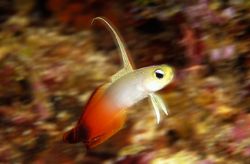 Fire goby.Nikon D100 with 105 macro, two strobo by Marchione Giacomo 